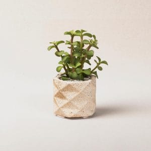 گلدان کاکتوس | CACTUS